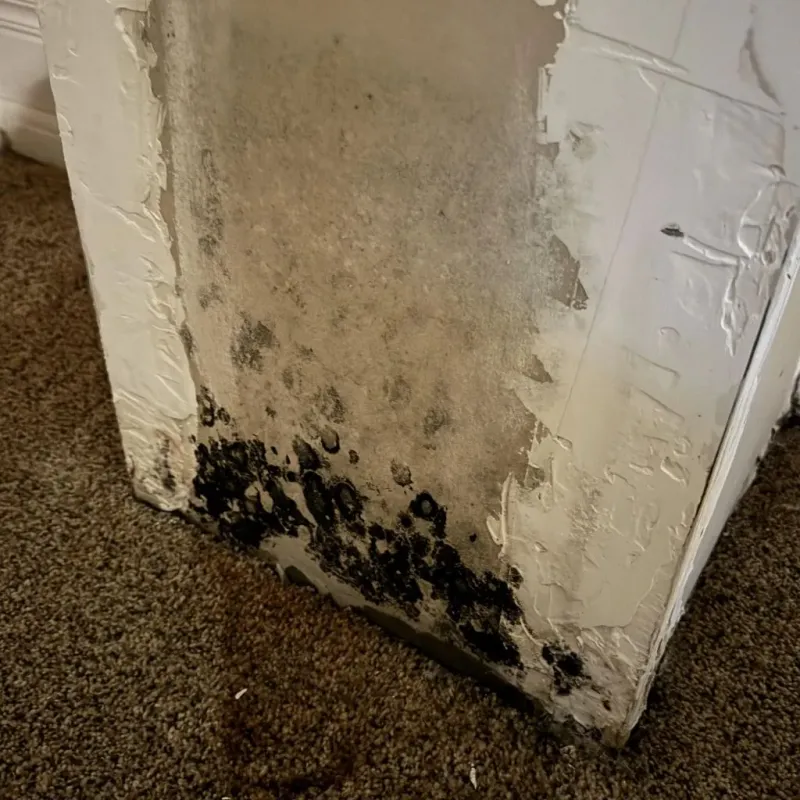 Professional Mold Removal in Middleburg, PA